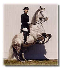 Embajador XI Classic Andalusian Stallion 1988-2000